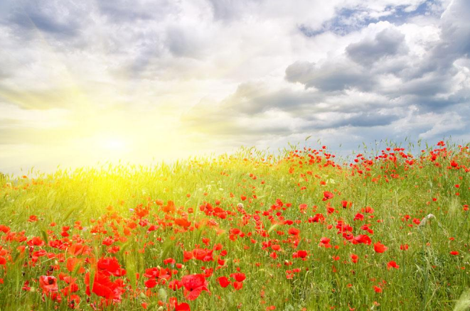 1502707687264618.png image.png